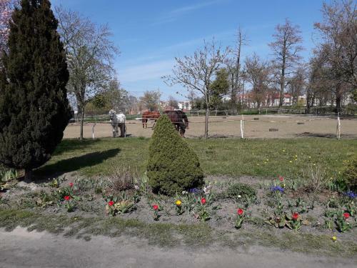 Apartamenty Stajni Jazon Malbork