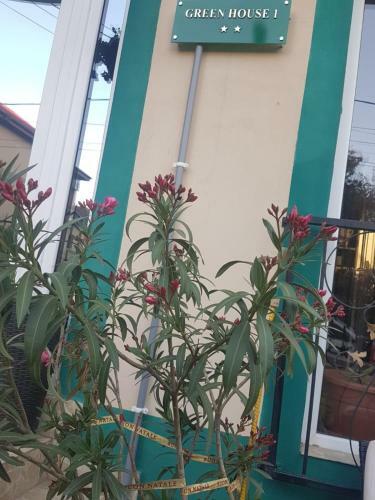 Hostal Green House 1