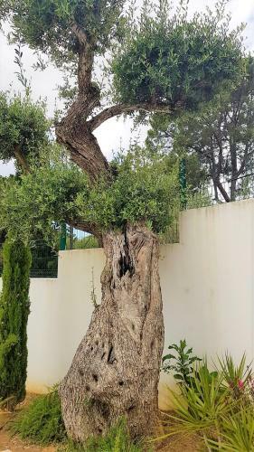 Villa Algarve, Quinta Da Balaia