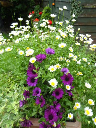 Orley House B&B