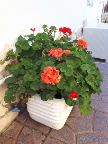 Apartamento Domus Claudio Garden - Monolocale Con Giardino E Vasca Idromassaggio
