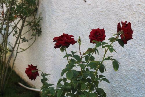 Bed & Breakfast Los Flamingos
