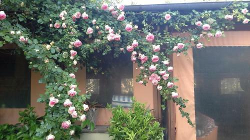 Dimora Le Camelie