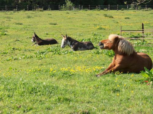 Hostal Riversdale Farm Guest House And Leisure Centre