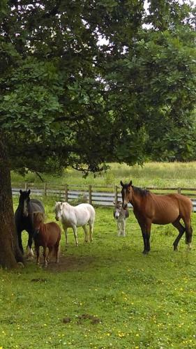 Hostal Riversdale Farm Guest House And Leisure Centre