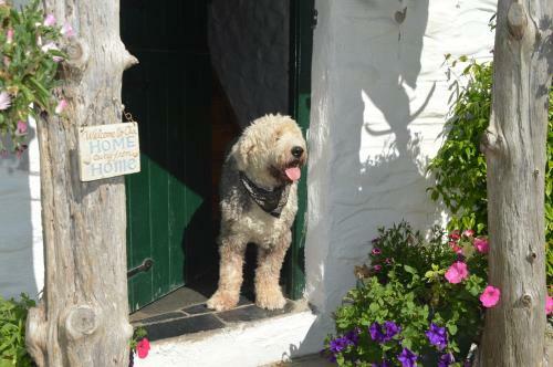 Bed & Breakfast Lissyclearig Thatched Cottage