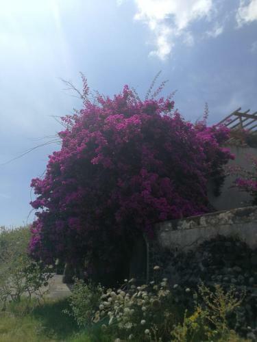 Alle Vigne Case Vacanze