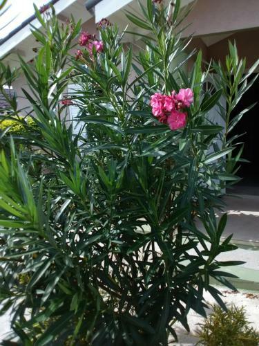 Incredible Flowers 2 Bed 2 Bath With Wifi