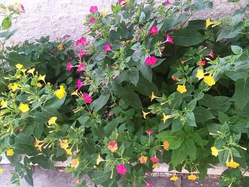 Perdja Apartment Velipoj�