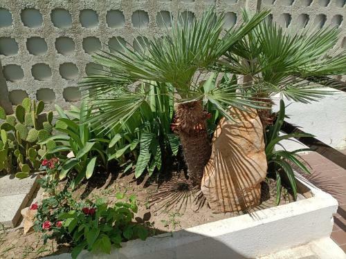 Hostal Mony's Island B&B