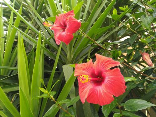 L'hibiscus Di Lucia
