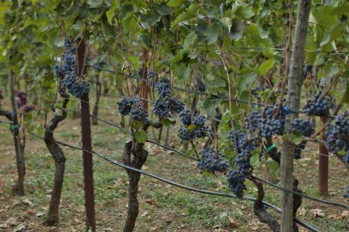 Agroturismo Aleksa