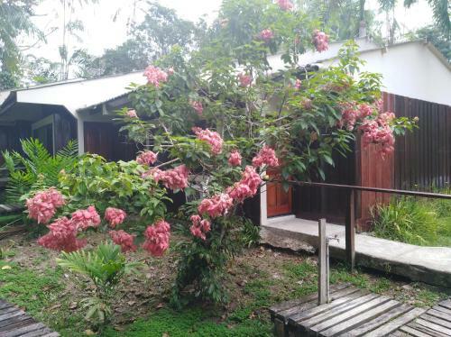 Lodge Ceiba Tops