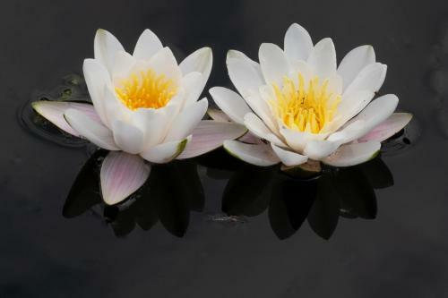 Lily - Sunny Flowers Apartments
