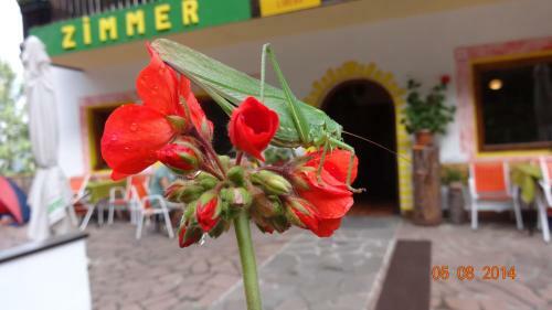 Bed & Breakfast Zimmer Petra