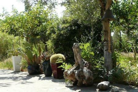 Olive Tree House