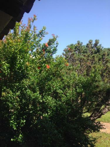 Il Melograno Cannigione Villaggio Gallura