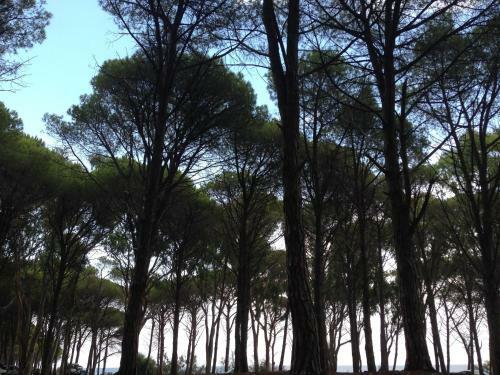 Agroturismo Cavalli Di S'arcaite