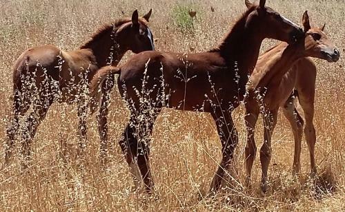 Agroturismo Cavalli Di S'arcaite