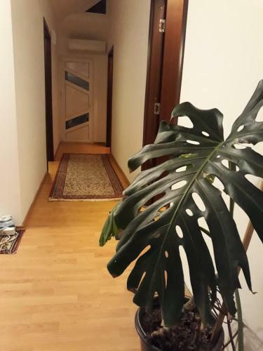 Hostal Vila Calix