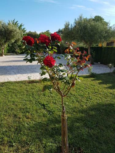 Bed & Breakfast Villa Nikolina