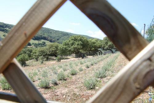 La Puntaccina