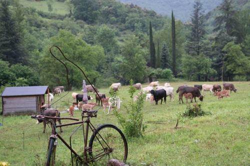 Bed&breakfast Mas La Cabanya De Beget