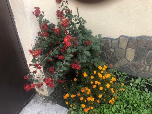 Apartamento Alp Hotel