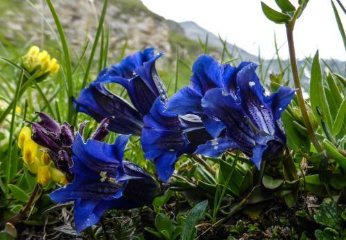 Hostal Landhaus Alpenrose - Feriendomizile Pichler