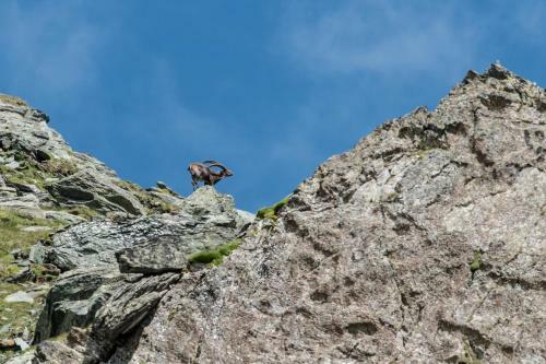 Hostal Landhaus Alpenrose - Feriendomizile Pichler