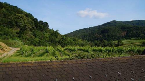 Bed & Breakfast Weinbau Und G�stezimmer Pammer