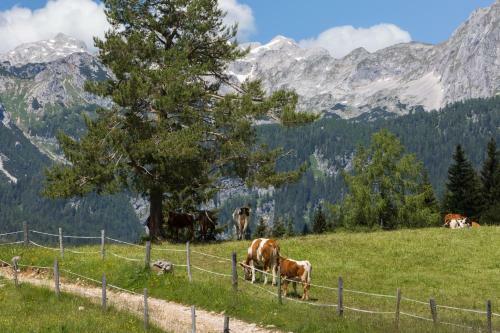 Mountain House Minka