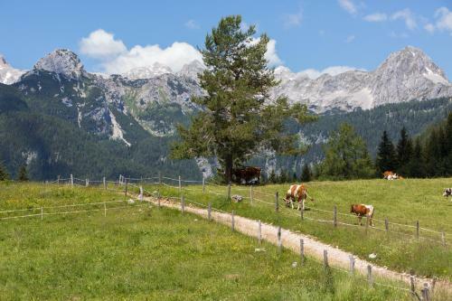 Mountain House Minka