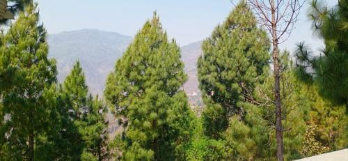 Apartamento Blue Pine Orchards - Villas