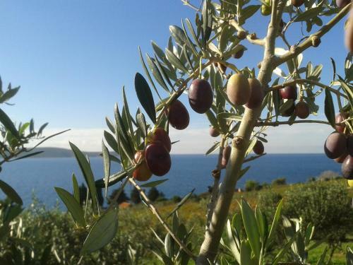 Apartamento Inzomare Hvar