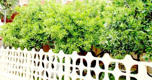 Hostal B&B L' Aranceto