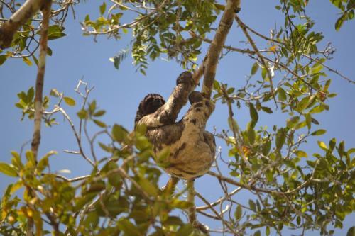 Albergue Amazon Exploring Expedition - Eretzen T� Lodge