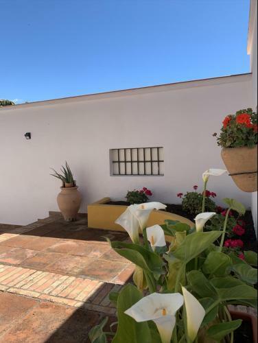 Apartamento Novedad Suite C�ntrico Con Porche Y Jard�n