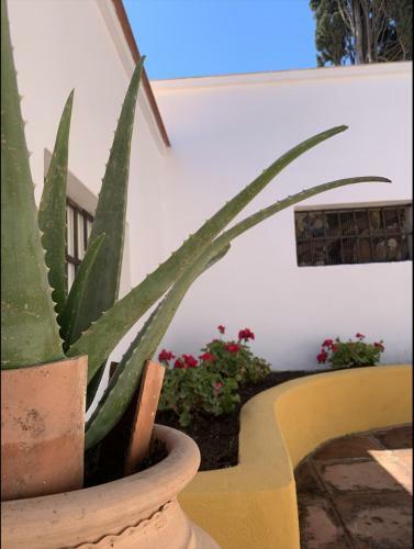 Apartamento Novedad Suite C�ntrico Con Porche Y Jard�n