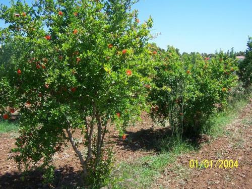 Agroturismo Casa Le Ginestre