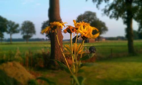 Bed & Breakfast De Bolderie