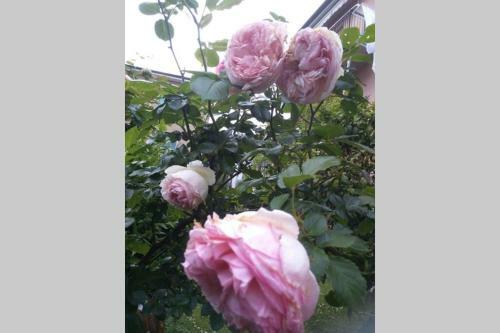 Apartamento La Rosa