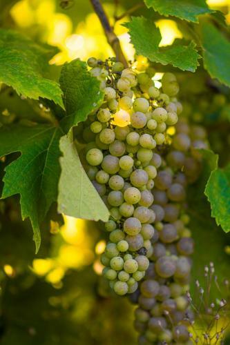 Vandenbeld Wines B&B