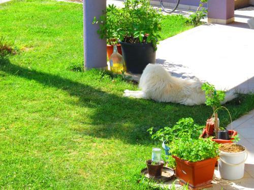 Apartamentos Seaview Holiday House Mali Rog