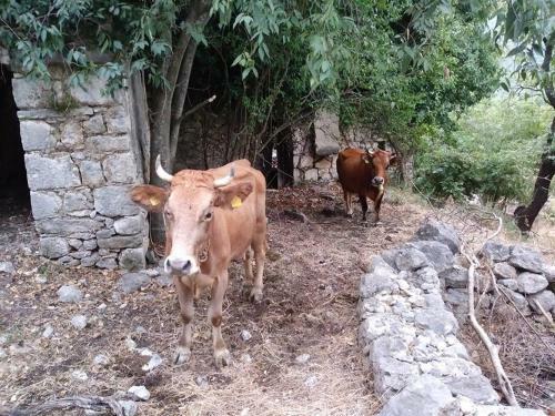 Holiday Home Piece Of Peace - Agrotourism
