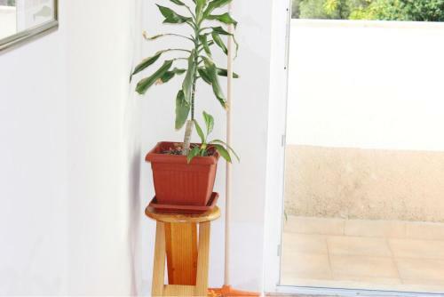 Apartamento Villa Maslina Olive