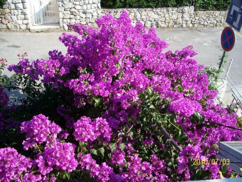 Hostal Apartmani ?urlin