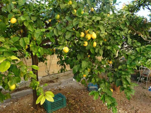 Apartamento Il Giardino Del Corso