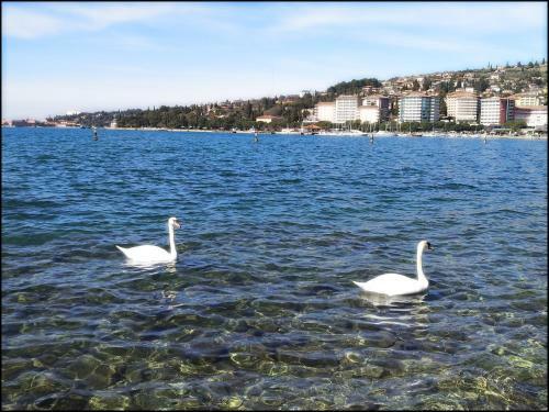 Casa Vacanze Enjoy Pirano