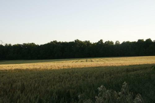 Sous Le Tilleul